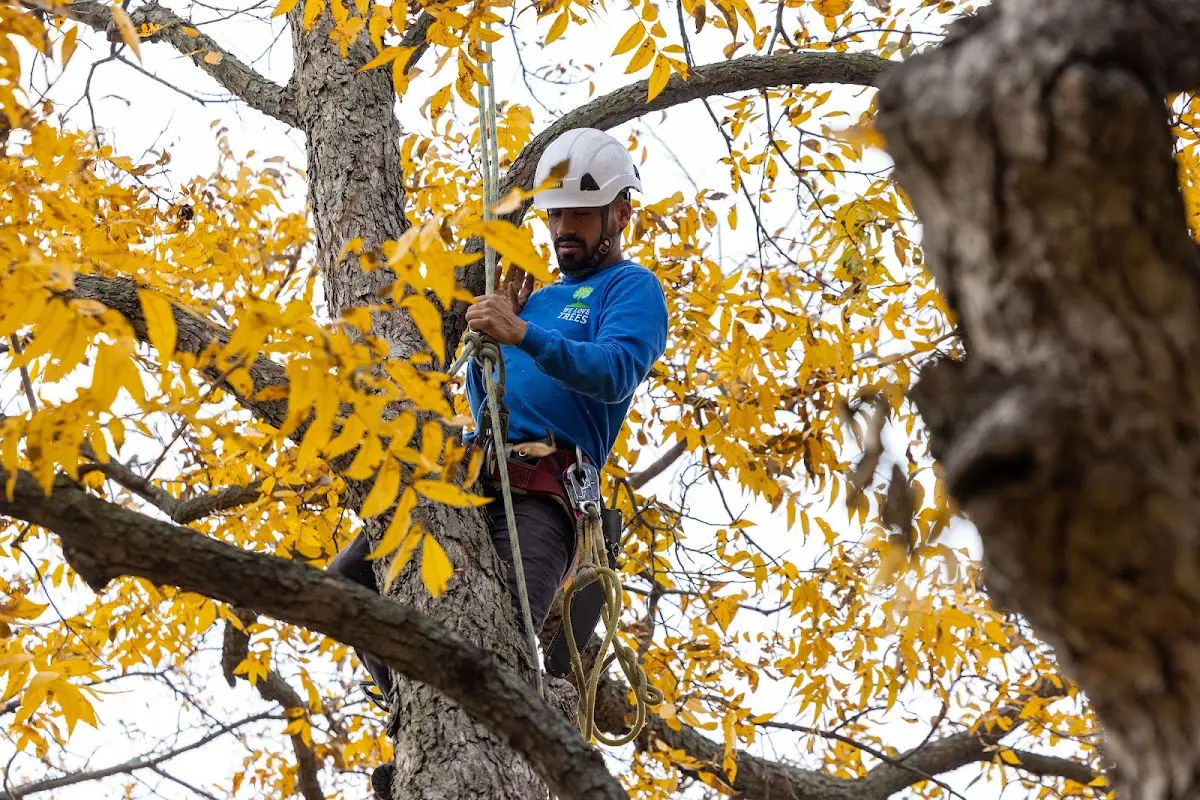 Skilled Tree Planing crew working in Clarkdale