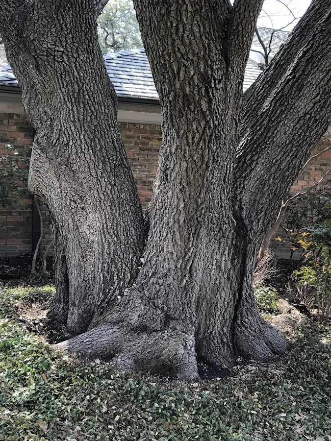 Mature heritage tree close to a Clarkdale property cared for by certified arborists
